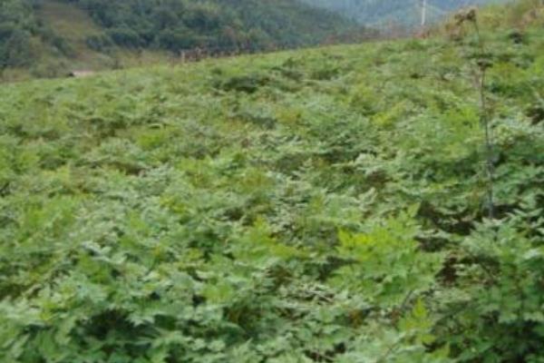 當歸種植技術 當歸種植時間及方法