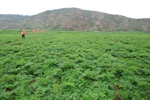 當歸種植技術 當歸種植時間及方法