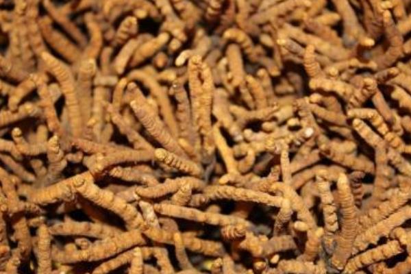 冬蟲夏草是怎么形成的  冬蟲夏草越大越好嗎