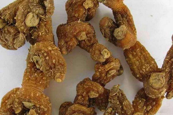 黃精種子市場價格多少錢一斤  黃精多少錢一斤