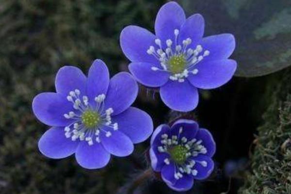 細辛圖片大全 細辛是什么