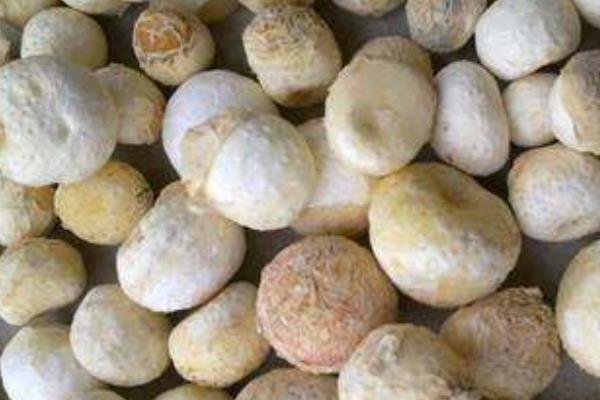 姜半夏的功效與作用及禁忌 姜半夏和其他半夏的區別