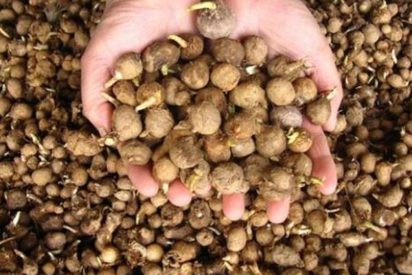 姜半夏的功效與作用及禁忌 姜半夏和其他半夏的區別