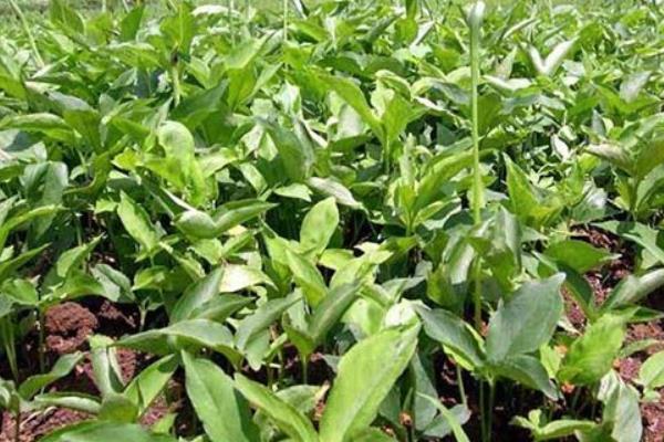 姜半夏的功效與作用及禁忌 姜半夏和其他半夏的區別