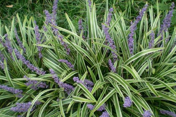 麥冬的產(chǎn)地在哪里 哪里的麥冬最正宗