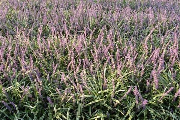 麥冬的產(chǎn)地在哪里 哪里的麥冬最正宗