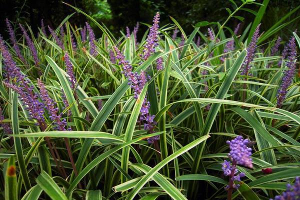 麥冬的產(chǎn)地在哪里 哪里的麥冬最正宗