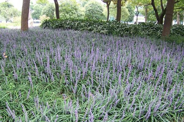 麥冬的產(chǎn)地在哪里 哪里的麥冬最正宗
