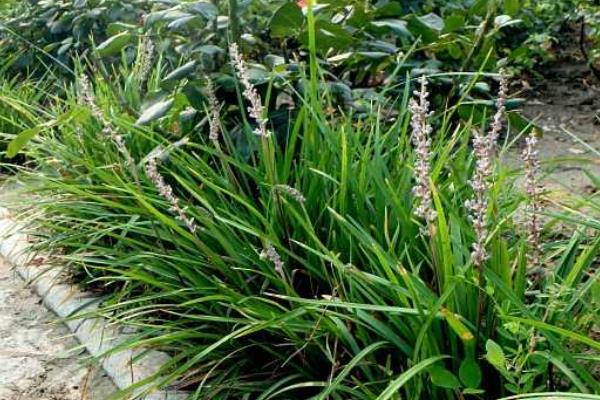 麥冬的產(chǎn)地在哪里 哪里的麥冬最正宗