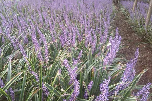 麥冬種植時間 麥冬生長周期
