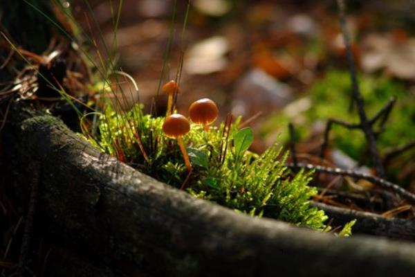 茶樹菇產地在哪里 哪里的茶樹菇最好