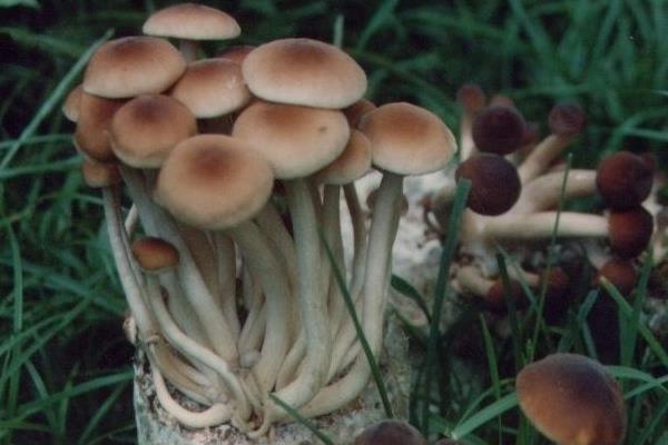 茶樹菇產(chǎn)地在哪里 哪里的茶樹菇最好