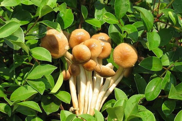 茶樹菇產(chǎn)地在哪里 哪里的茶樹菇最好