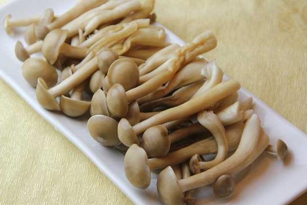 茶樹菇產(chǎn)地在哪里 哪里的茶樹菇最好