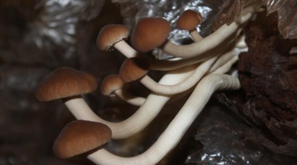 茶樹菇產(chǎn)地在哪里 哪里的茶樹菇最好