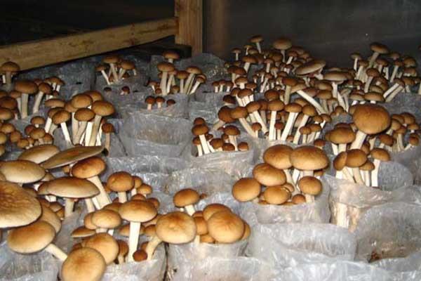 茶樹菇種植技術 茶樹菇怎樣種