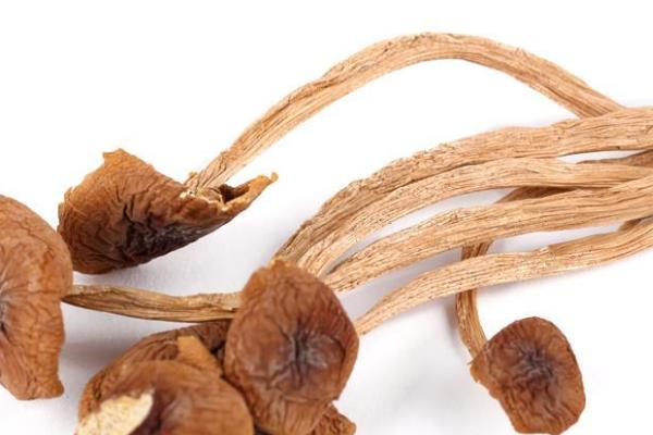 干茶樹菇市場價格多少錢一斤 干茶樹菇怎么做