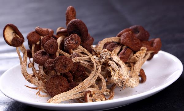 如何挑選茶樹菇 什么樣的茶樹菇好