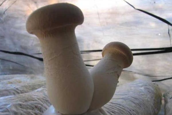 杏鮑菇產(chǎn)地在哪里 什么是杏鮑菇