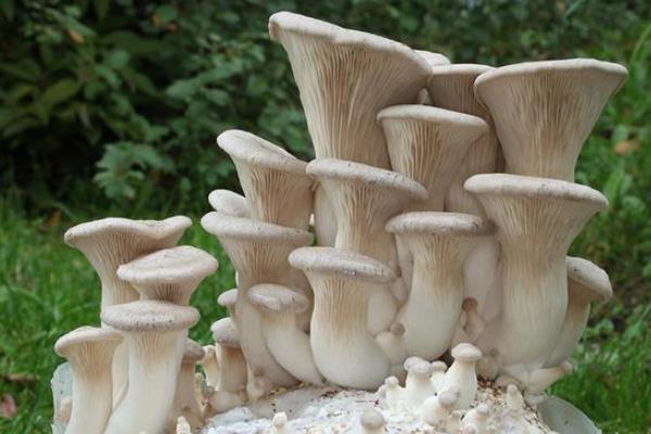 杏鮑菇高產(chǎn)栽培技術(shù) 杏鮑菇怎么種