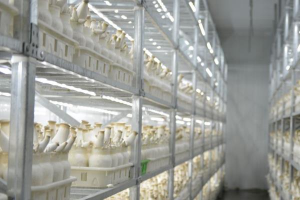 杏鮑菇高產(chǎn)栽培技術(shù) 杏鮑菇怎么種