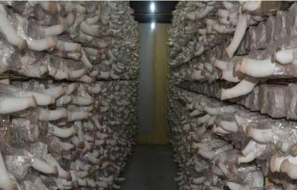 杏鮑菇高產(chǎn)栽培技術(shù) 杏鮑菇怎么種