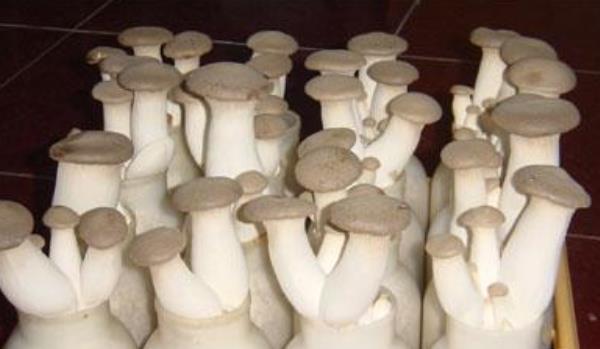 杏鮑菇高產(chǎn)栽培技術(shù) 杏鮑菇怎么種