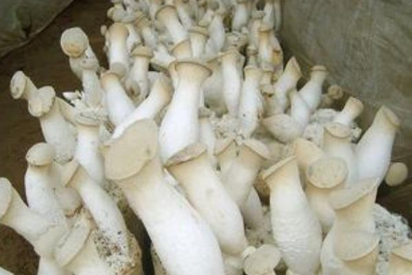 杏鮑菇高產(chǎn)栽培技術(shù) 杏鮑菇怎么種