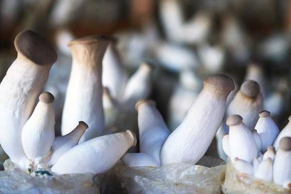 杏鮑菇高產(chǎn)栽培技術(shù) 杏鮑菇怎么種