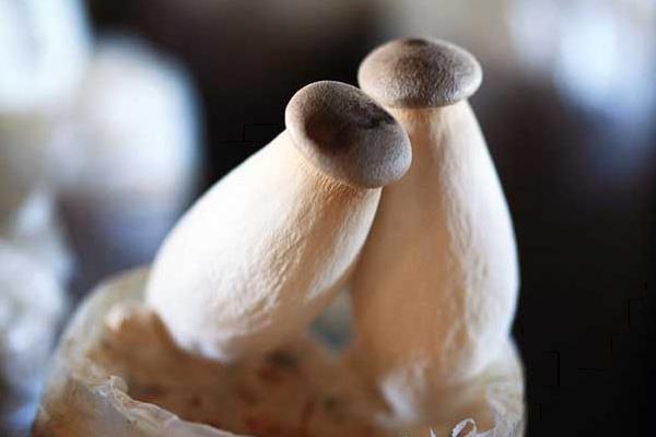 杏鮑菇的種植技術(shù) 杏鮑菇種植時(shí)間及方法