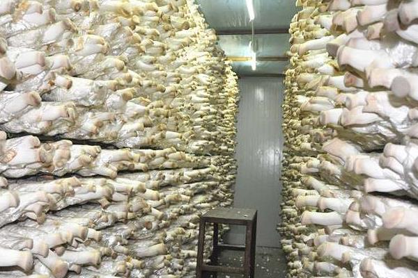 杏鮑菇種植畝產(chǎn)利潤(rùn)多大 杏鮑菇的效益分析