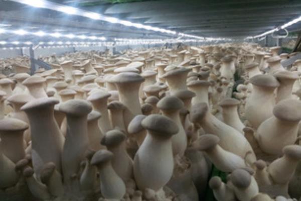 杏鮑菇種植畝產利潤多大 杏鮑菇的效益分析