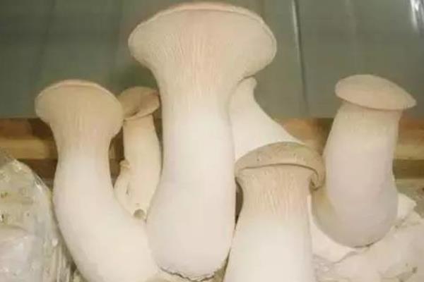 杏鮑菇種植畝產利潤多大 杏鮑菇的效益分析