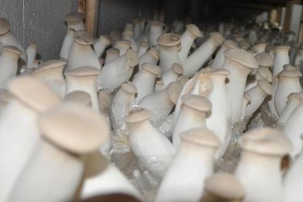 杏鮑菇種植畝產利潤多大 杏鮑菇的效益分析