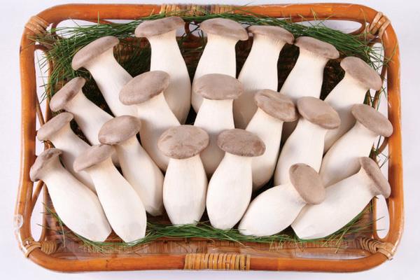 杏鮑菇市場(chǎng)價(jià)格多少錢(qián)一斤 杏鮑菇的挑選