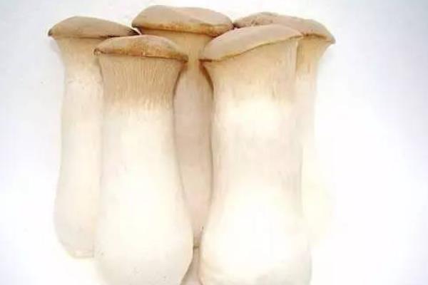 杏鮑菇市場(chǎng)價(jià)格多少錢一斤 杏鮑菇的挑選