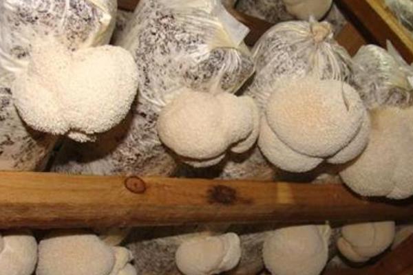 猴頭菇的栽培技術 猴頭菇種植時間