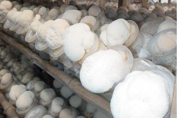 猴頭菇的栽培技術 猴頭菇種植時間