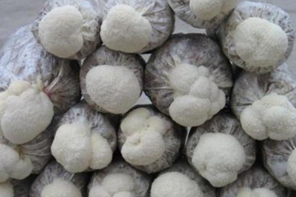 猴頭菇的栽培技術 猴頭菇種植時間