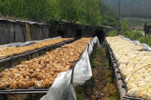 猴頭菇的栽培技術 猴頭菇種植時間