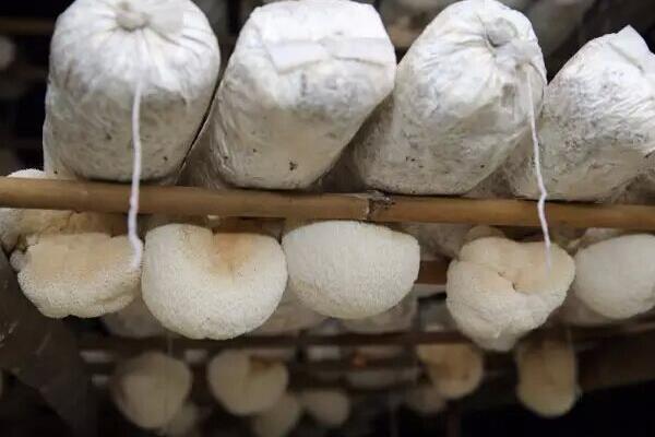 猴頭菇的栽培技術 猴頭菇種植時間