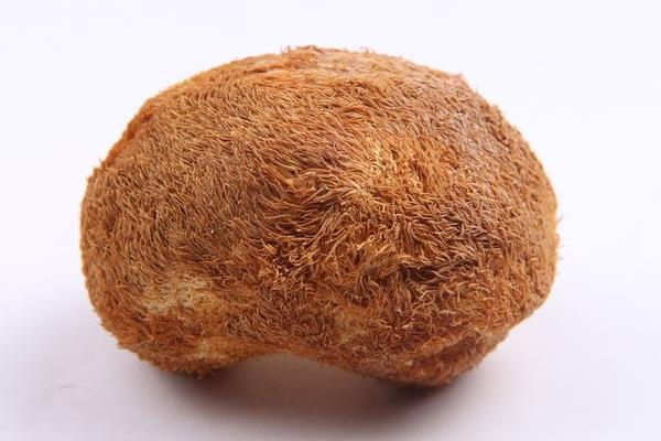 猴頭菇市場價格多少錢一斤 猴頭菇的挑選技巧