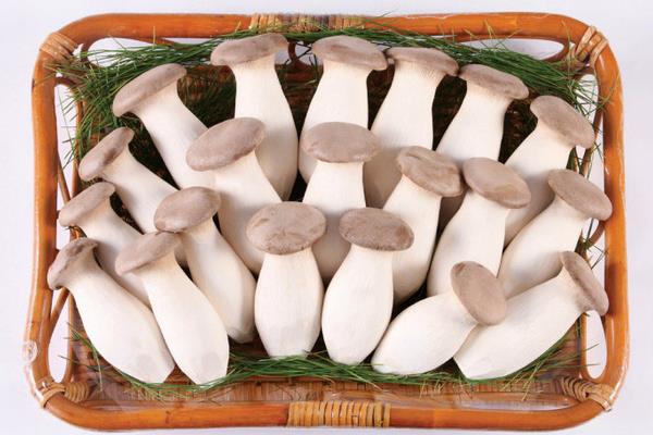 杏鮑菇的功效與作用及禁忌 杏鮑菇的營養價值