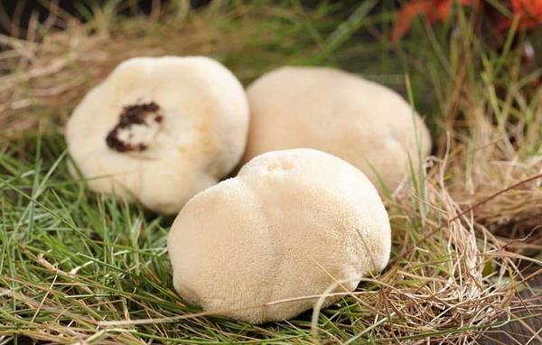 猴頭菇種植技術 猴頭菇長在什么地方