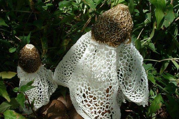 竹蓀功效與作用及禁忌 竹蓀的營養(yǎng)價(jià)值