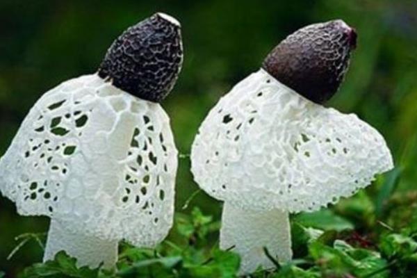 竹蓀功效與作用及禁忌 竹蓀的營養(yǎng)價值