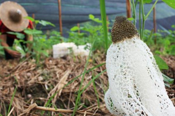竹蓀功效與作用及禁忌 竹蓀的營養(yǎng)價值