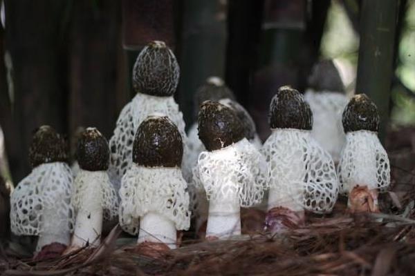 竹蓀的做法大全 竹蓀怎么做好吃