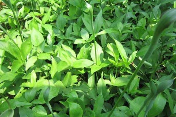 旱半夏種植技術(shù) 旱半夏栽培技術(shù)