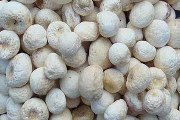 半夏產(chǎn)地在哪里 半夏的形態(tài)特征